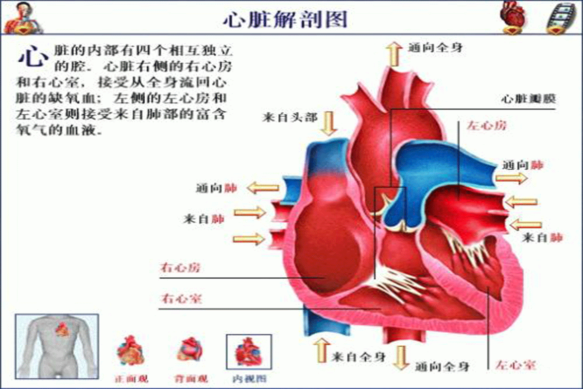 “指尖”上輕松監(jiān)測心臟保健康