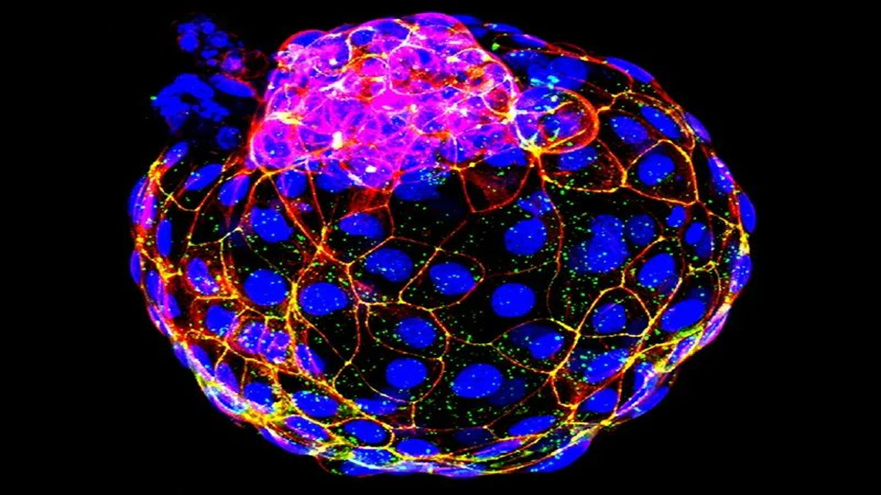 含胚胎外組織的人類胚胎樣結(jié)構(gòu)生成 有助進(jìn)一步了解“黑匣子發(fā)育期”